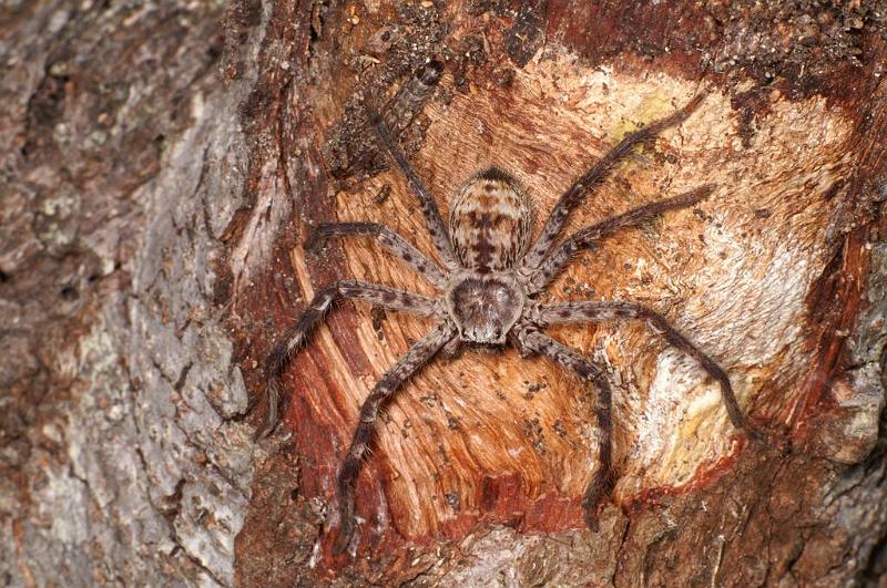 Holconia_insignis_D7824_Z_90_North Stradbroke island_Australie.jpg